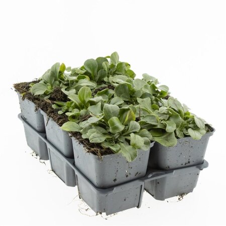 Gypsophila cerastioides geen maat specificatie 0,55L/P9cm