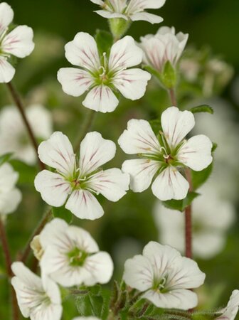 Gypsophila cerastioides geen maat specificatie 0,55L/P9cm - afbeelding 1