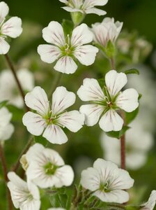 Gypsophila cerastioides geen maat specificatie 0,55L/P9cm - afbeelding 1