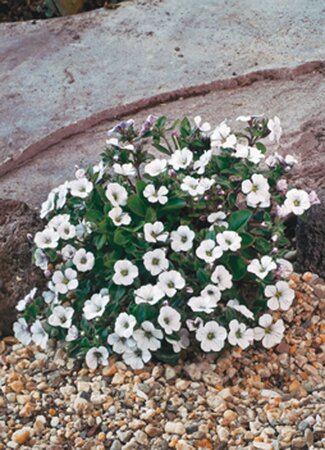Gypsophila cerastioides geen maat specificatie 0,55L/P9cm - afbeelding 2