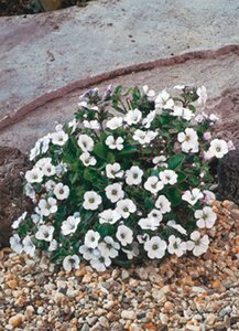 Gypsophila cerastioides geen maat specificatie 0,55L/P9cm - afbeelding 2