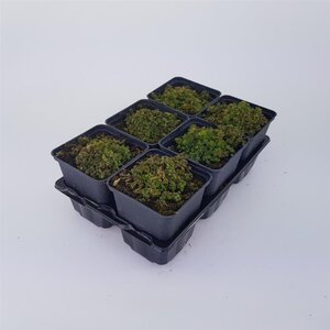 Gypsophila cerastioides geen maat specificatie 0,55L/P9cm - afbeelding 4