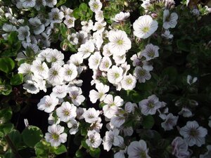 Gypsophila cerastioides geen maat specificatie 0,55L/P9cm - afbeelding 3
