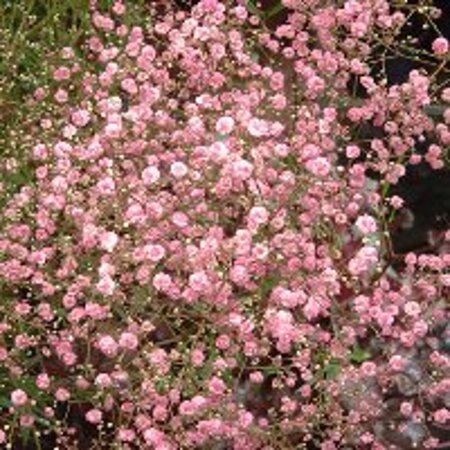 Gypsophila pan. 'Flamingo' geen maat specificatie 0,55L/P9cm - afbeelding 1