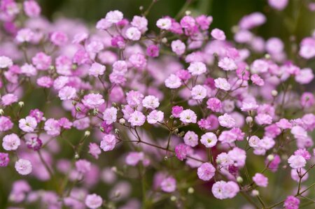 Gypsophila pan. 'Flamingo' geen maat specificatie 0,55L/P9cm - afbeelding 2