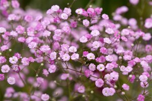 Gypsophila pan. 'Flamingo' geen maat specificatie 0,55L/P9cm