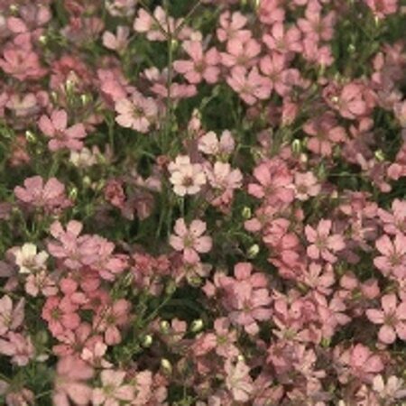 Gypsophila repens 'Rosa Schönheit' geen maat specificatie 0,55L/P9cm - afbeelding 1