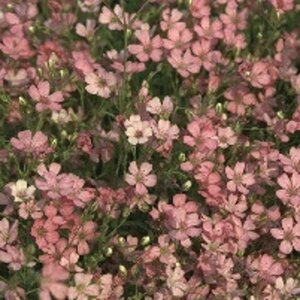 Gypsophila repens 'Rosa Schönheit' geen maat specificatie 0,55L/P9cm - afbeelding 1