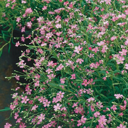 Gypsophila repens 'Rosa Schönheit' geen maat specificatie 0,55L/P9cm - afbeelding 2