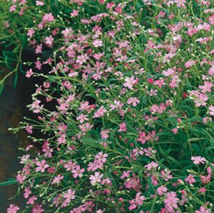 Gypsophila repens 'Rosa Schönheit' geen maat specificatie 0,55L/P9cm - afbeelding 2