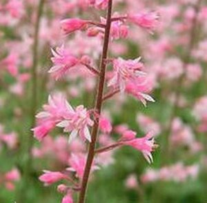 Heucherella a. 'Bridget Bloom' geen maat specificatie 0,55L/P9cm