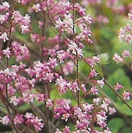 Heucherella a. 'Bridget Bloom' geen maat specificatie 0,55L/P9cm - afbeelding 2