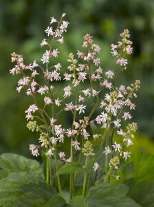 Heucherella a. 'Bridget Bloom' geen maat specificatie 0,55L/P9cm - afbeelding 3