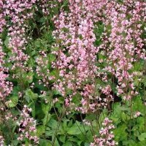 Heucherella a. 'Bridget Bloom' geen maat specificatie 0,55L/P9cm - afbeelding 4