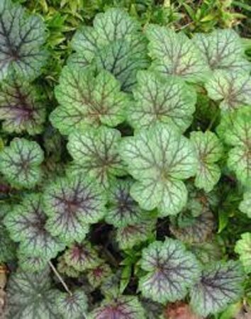 Heuchera a. 'Dale' geen maat specificatie 0,55L/P9cm - afbeelding 1