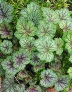 Heuchera a. 'Dale' geen maat specificatie 0,55L/P9cm - afbeelding 1