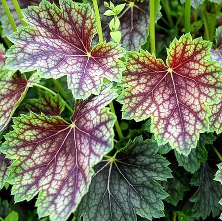 Heuchera a. 'Dale' geen maat specificatie 0,55L/P9cm - afbeelding 2