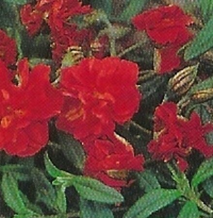 Helianthemum 'Amabile Plenum' geen maat specificatie 0,55L/P9cm - afbeelding 1