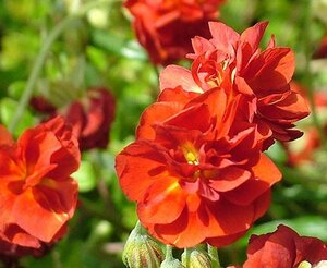 Helianthemum 'Amabile Plenum' geen maat specificatie 0,55L/P9cm - afbeelding 2