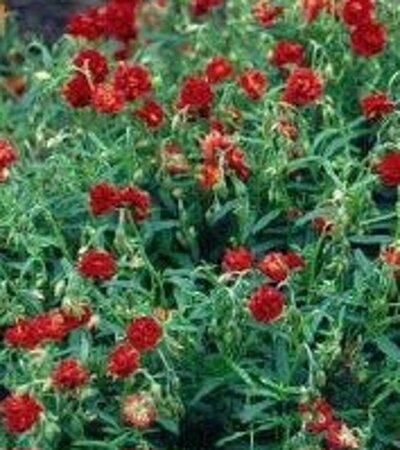 Helianthemum 'Amabile Plenum' geen maat specificatie 0,55L/P9cm - afbeelding 3