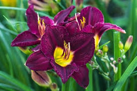 Hemerocallis 'Bela Lugosi' geen maat specificatie 0,55L/P9cm - afbeelding 1