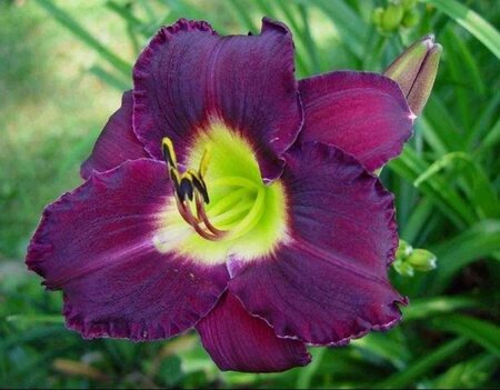 Hemerocallis 'Bela Lugosi' geen maat specificatie 0,55L/P9cm - afbeelding 2