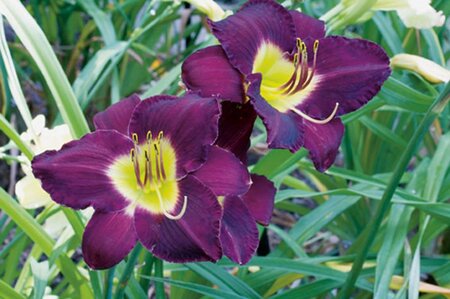 Hemerocallis 'Bela Lugosi' geen maat specificatie 0,55L/P9cm - afbeelding 3