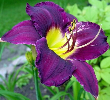Hemerocallis 'Bela Lugosi' geen maat specificatie 0,55L/P9cm - afbeelding 4