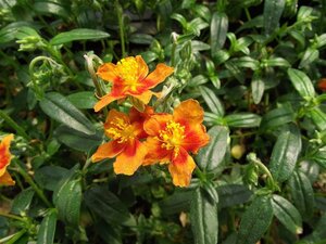 Helianthemum 'Bronzeteppich' geen maat specificatie 0,55L/P9cm - afbeelding 1
