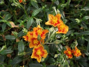 Helianthemum 'Bronzeteppich' geen maat specificatie 0,55L/P9cm - afbeelding 3