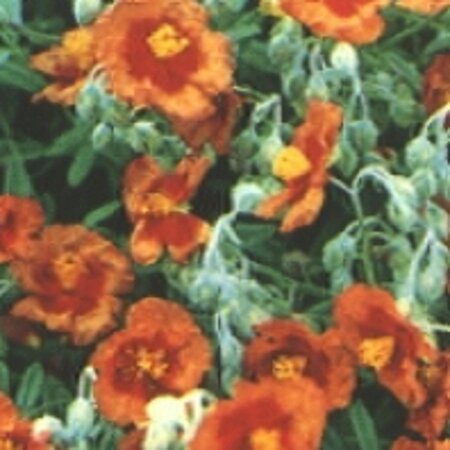 Helianthemum 'Bronzeteppich' geen maat specificatie 0,55L/P9cm - afbeelding 4