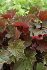 Heuchera 'Brownies' geen maat specificatie 0,55L/P9cm - afbeelding 1