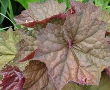 Heuchera 'Brownies' geen maat specificatie 0,55L/P9cm - afbeelding 2
