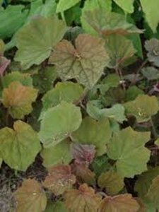 Heuchera 'Brownies' geen maat specificatie 0,55L/P9cm - afbeelding 3