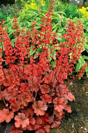 Heuchera 'Cherry Cola' geen maat specificatie 0,55L/P9cm - afbeelding 1