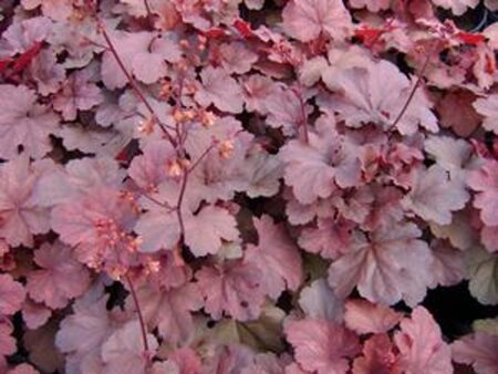Heuchera 'Cherry Cola' geen maat specificatie 0,55L/P9cm - afbeelding 2