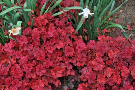 Heuchera 'Cherry Cola' geen maat specificatie 0,55L/P9cm - afbeelding 3