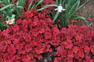 Heuchera 'Cherry Cola' geen maat specificatie 0,55L/P9cm - afbeelding 3