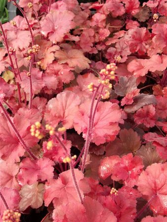Heuchera 'Cherry Cola' geen maat specificatie 0,55L/P9cm - afbeelding 4