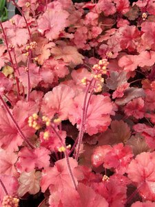 Heuchera 'Cherry Cola' geen maat specificatie 0,55L/P9cm - afbeelding 4