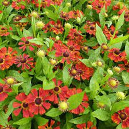 Helenium 'Dunkle Pracht' geen maat specificatie 0,55L/P9cm - afbeelding 1
