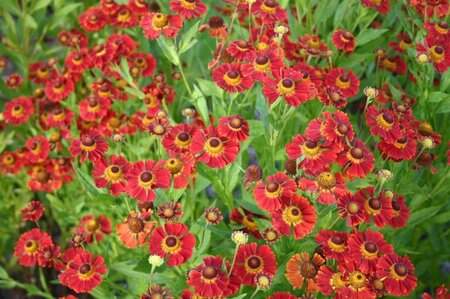 Helenium 'Dunkle Pracht' geen maat specificatie 0,55L/P9cm - afbeelding 2