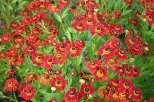 Helenium 'Dunkle Pracht' geen maat specificatie 0,55L/P9cm - afbeelding 2