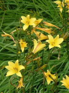Hemerocallis dumortieri geen maat specificatie 0,55L/P9cm - afbeelding 1