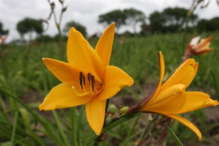 Hemerocallis dumortieri geen maat specificatie 0,55L/P9cm - afbeelding 2