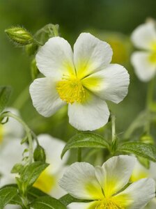 Helianthemum 'Elfenbeinglanz' geen maat specificatie 0,55L/P9cm - afbeelding 3