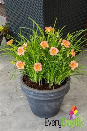 Hemerocallis EveryDayLily Rose geen maat specificatie 0,55L/P9cm