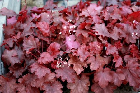 Heuchera 'Fire Chief' geen maat specificatie 0,55L/P9cm - afbeelding 1