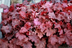 Heuchera 'Fire Chief' geen maat specificatie 0,55L/P9cm