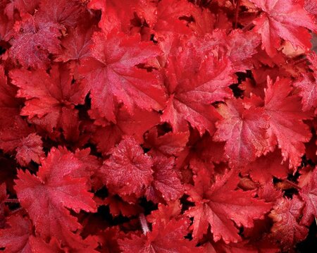 Heuchera 'Fire Chief' geen maat specificatie 0,55L/P9cm - afbeelding 2